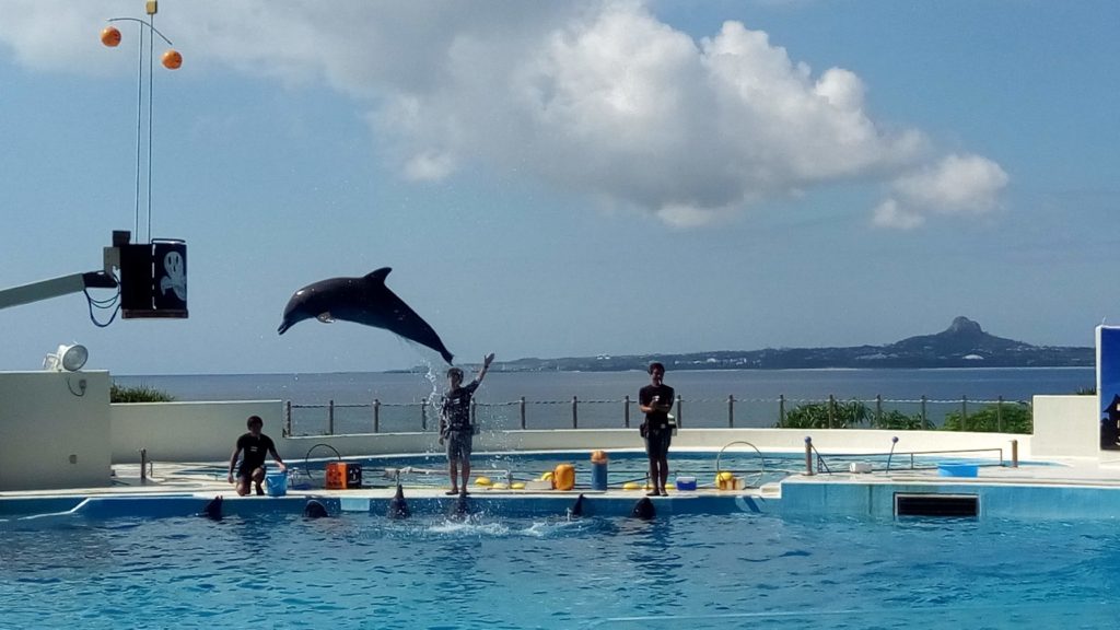 Okinawa Churaumi Aquarium Dolphin Show