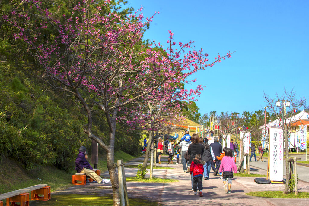 Mt Yae Cherry Blossom Festival 2024