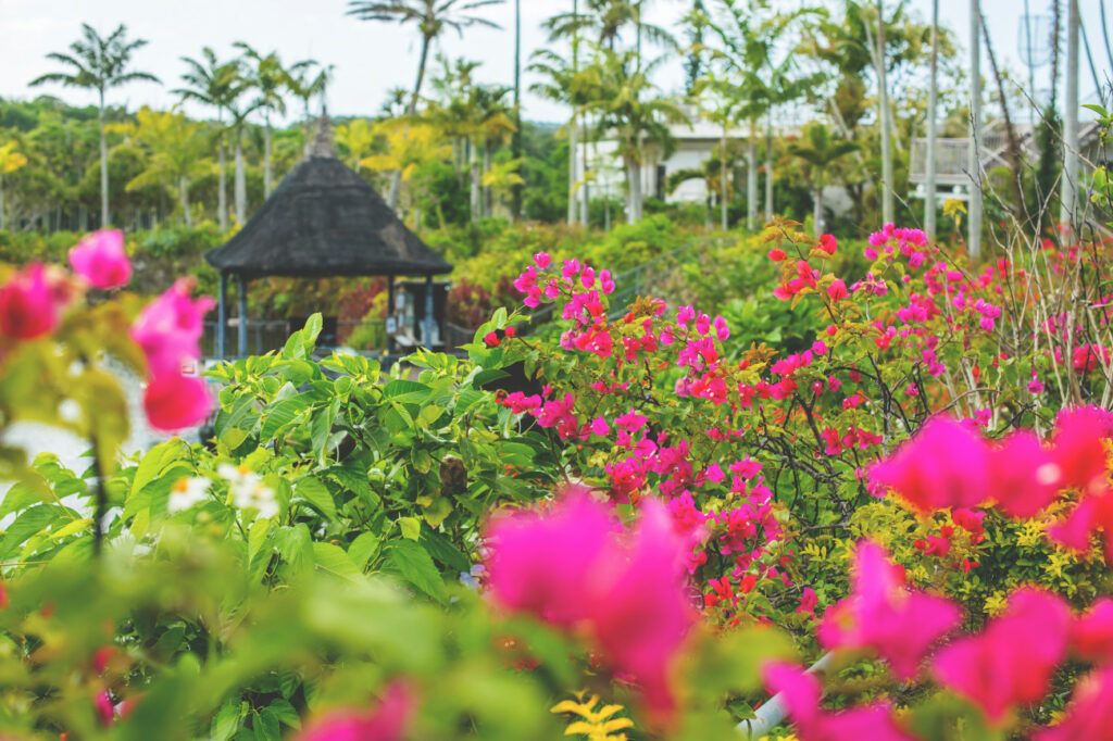 Okinawa South East Botanical Garden Bougainvillea Fest