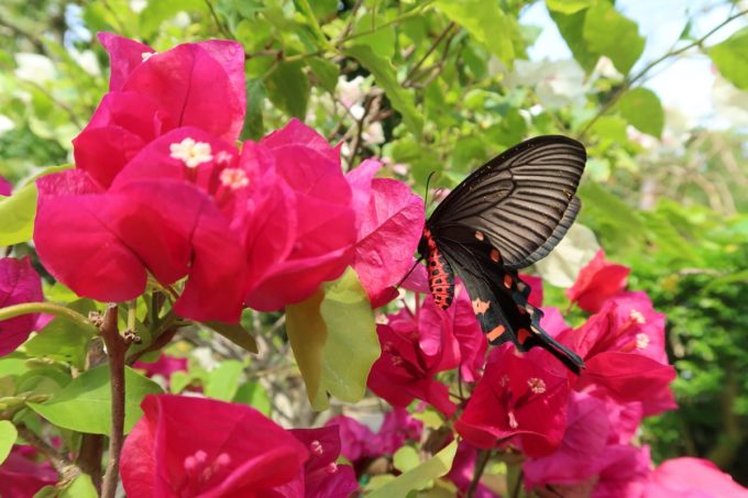 Okinawa South East Botanical Garden Bougainvillea Fest