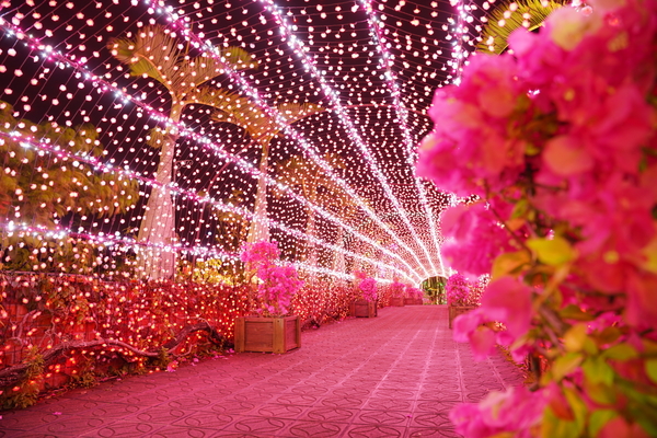 Okinawa South East Botanical Garden Bougainvillea Fest