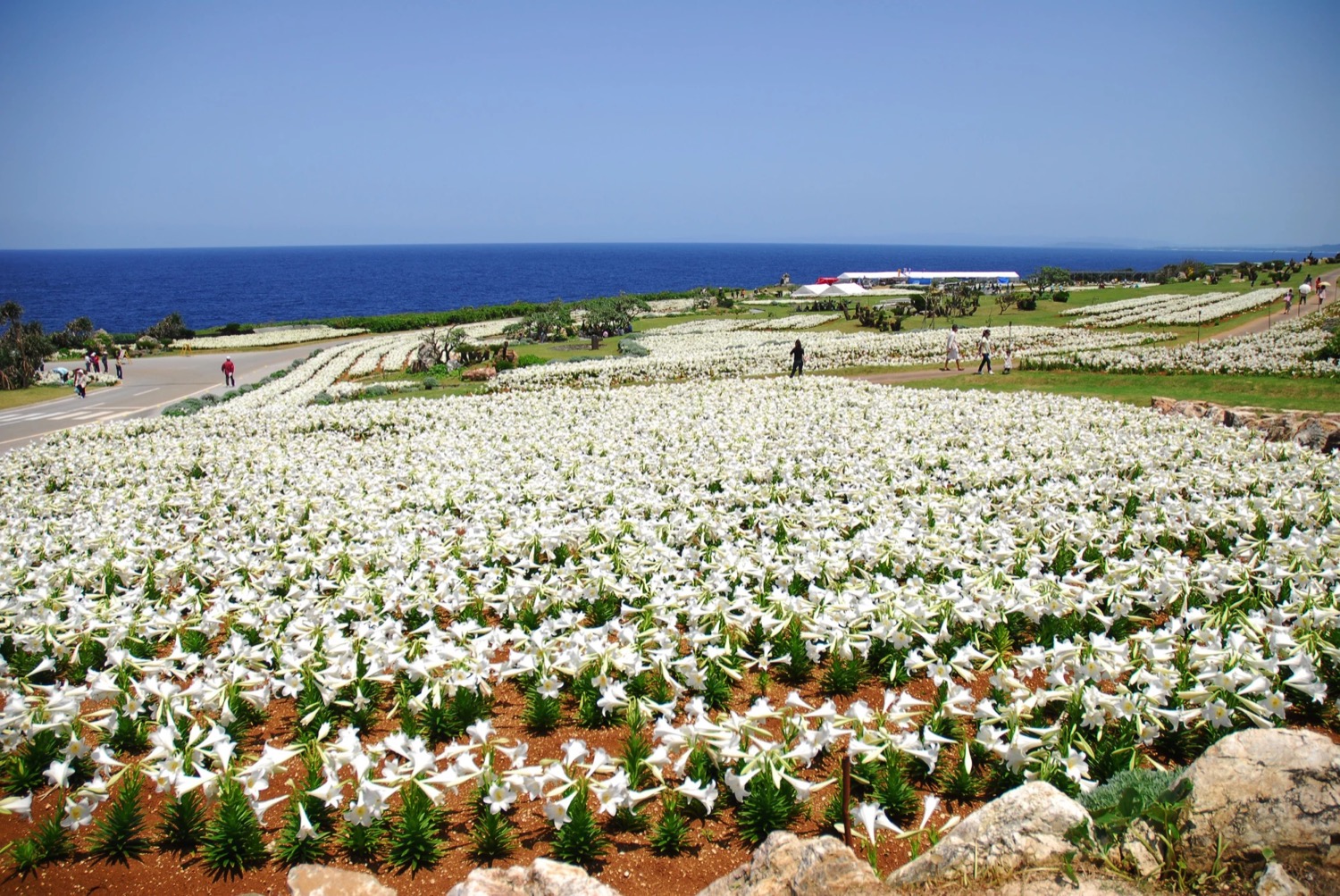 Ie Island 2024 Lily Festival: A Spectacular Spring Event 🌸 (April 27 ...