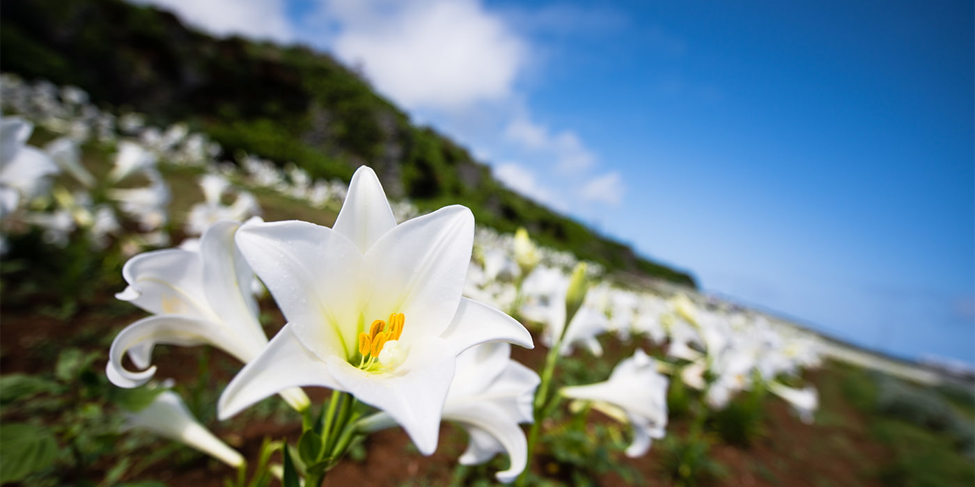 Ie Island 2024 Lily Festival: A Spectacular Spring Event 🌸 (April 27 ...