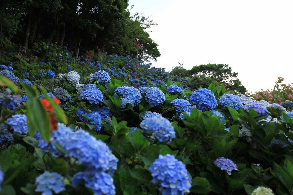 Yohena Hydrangea Garden Okinawa
