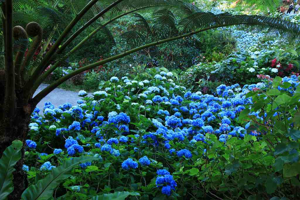 Yohena Hydrangea Garden Okinawa